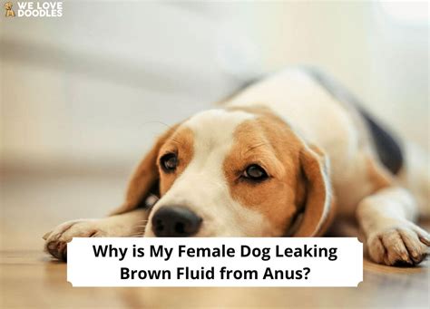 why is my female dog leaking brown fluid from anus|5 possible reasons why female dogs leaking brown fluid from Anus